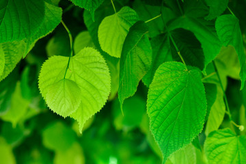 Naklejka na ściany i meble green leaves of tree in spring