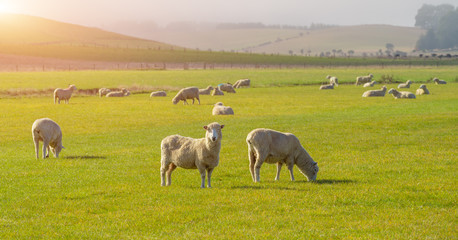 Obraz premium Sheep grazing on a hill in central otago, New Zealand. Sheep farming in Otago region of New Zealand. Popular view of south island New Zealand