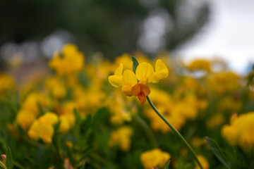 yellow flowers in the garden