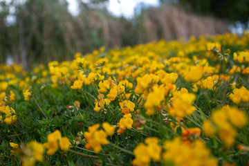 yellow flowers in the garden