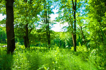 Fototapeta na wymiar Big green trees against the sky. In the woods. Large green grass and other plants. In the summer in the forest.