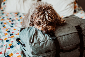 Sweet spanish water dog ready to go on a trip this summer vacation with her human family. Sitting on top of the bed with a grey suitcase and travel accessories. Petfriendly destinations. Lifestyle