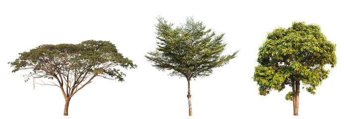 collection of tree in the garden isolated on white background