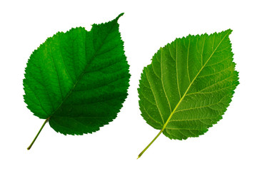 two green leaves of blackberry isolated on white background, the lower and upper side of the leaf