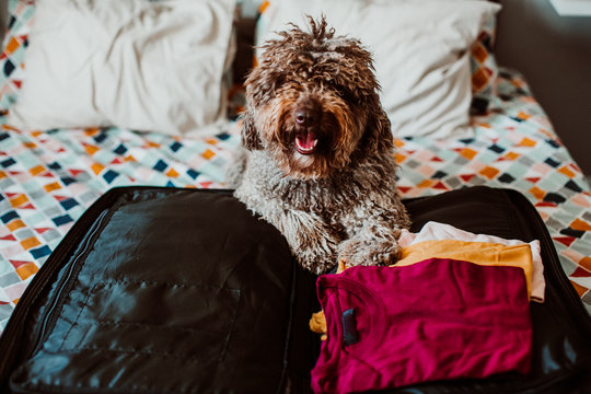 Sweet spanish water dog ready to go on a trip this summer vacation with her human family. Sitting on top of the bed with a grey suitcase and travel accessories. Petfriendly destinations. Lifestyle