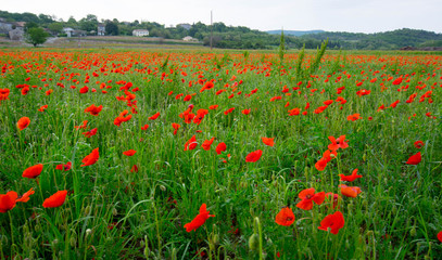 Mohnfeld in der Ardeche in Frankreich