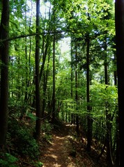 川苔山の山中