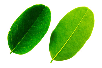 Obraz premium two leaves of acacia isolated on white background, the top and bottom side of the sheet