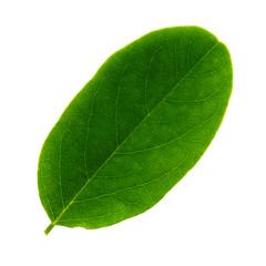 Fototapeta na wymiar one leaf of acacia isolated on white background, top side of leaf