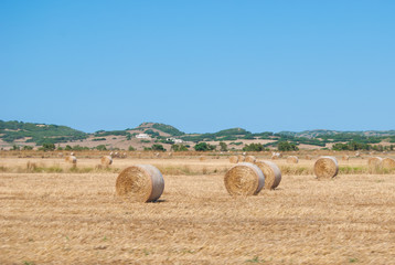 Fototapeta premium Hills of Tuscany with cultivated fields with hay bales in the foreground