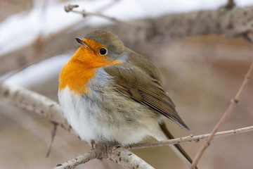 Robin red breast snow scene