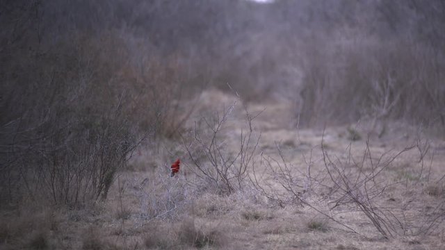 Cardinals in the wild in Texas