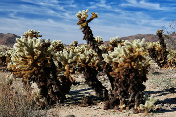 Joshua Tree National Park: Teddy Bear Cholla cactus