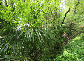 vegetation with trees and green plants in the Amazon Forest