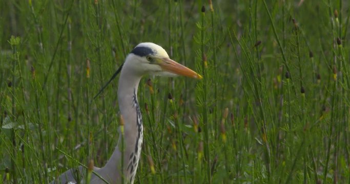 Grey Heron silent and still waiting patiently long grass reeds slow motion