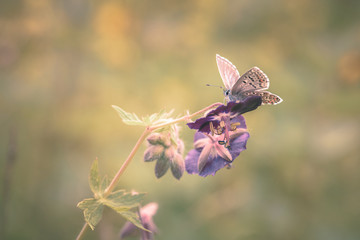 butterfly on purple flower