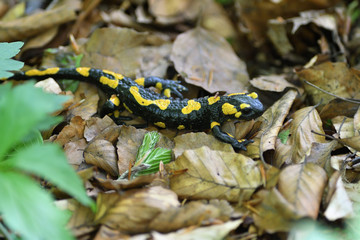 salamandra lizard crawls through the leaves in the forest