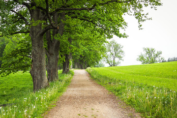 Fototapeta na wymiar Countryside road along the meadow and row with oaks on a beautiful summer day