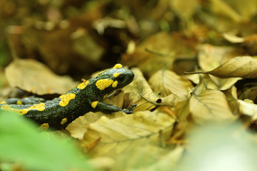 detail of head salamandra lizard on foliage in wood