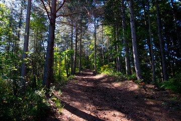 Wald im Krater bei Jaujac in den Monts d'Ardeche