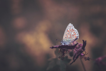 butterfly on purple flower