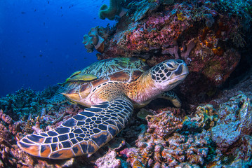 A beautiful green turtle on beautiful colourful reef in crystal clear water