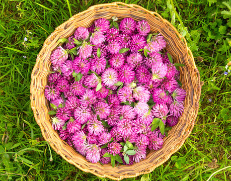 Red clover harvest in a wicker basket in grass, viewed from above
