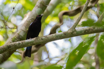 Asian Fairy-bluebird On the branches