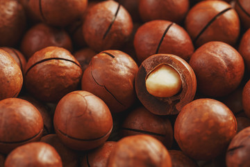 Organic macadamia nut fresh natural fruit shelled one nut in full frame close-up view. Low contrast
