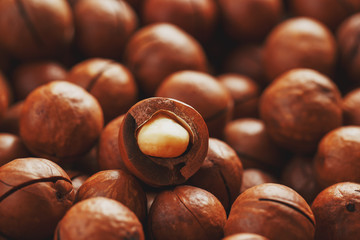 Organic macadamia nut fresh natural fruit shelled one nut in full frame close-up view. Low contrast