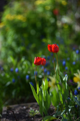 Tulips on the flowerbed