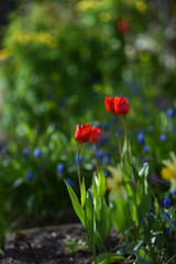 Obraz na płótnie Canvas Tulips on the flowerbed
