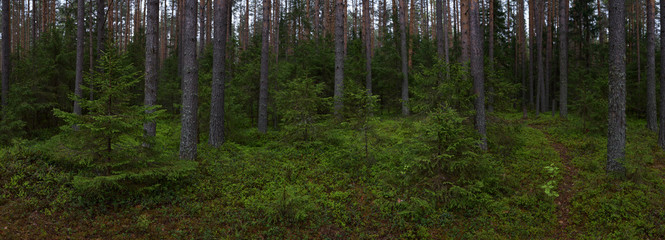 Rainy day in the taiga forest
