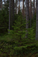 Rainy day in the taiga forest