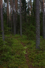 Fototapeta premium Rainy day in the taiga forest