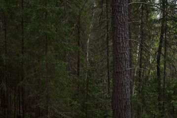 Rainy day in the taiga forest