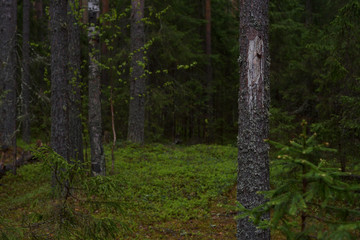 Rainy day in the taiga forest