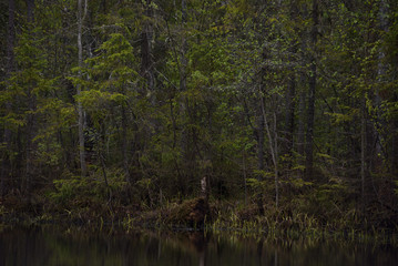 Rainy day on the taiga lake