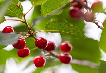  Red cherries on tree in cherry orchard