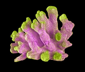 coral isolated on black background