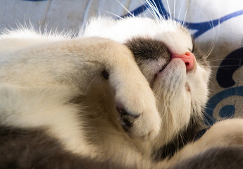 Cute little cat sleeping on the pillow