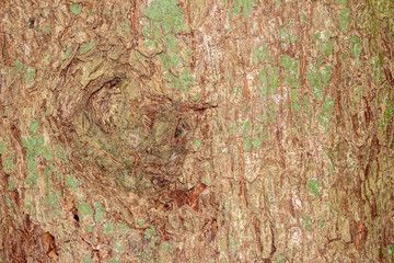 tree bark texture for background