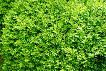 The bright shiny young green foliage of boxwood Buxus sempervirens as the perfect backdrop for any natural theme. Boxwood wall in natural conditions.  Selective focus