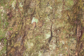 tree bark texture for background