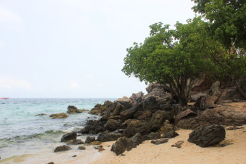 Fototapeta na wymiar Rocks and tree on the coast near beach Koh LAN Thailand