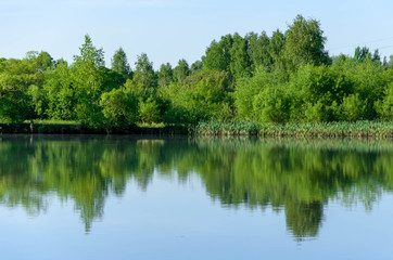 Forest lake in summer view, landscape.