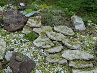 Alpine hill with flowers, stones, conifers - landscape design