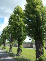 Alley of green poplars along the gray brick fence, panorama
