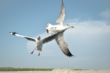 flying in the sky