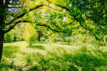 Fototapeta na wymiar Sunny summer forest with green grass and trees
